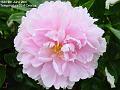 2007-0609peony